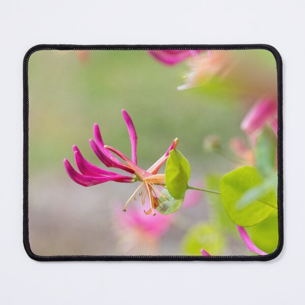 Item preview, Vibrant Honeysuckle Flowers in Closeup designed and sold by katifinell.