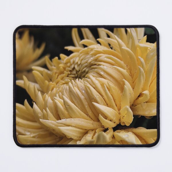Item preview, Beautiful Cream Blossom Flower From The Home Garden Digital Photography designed and sold by vtspatial.