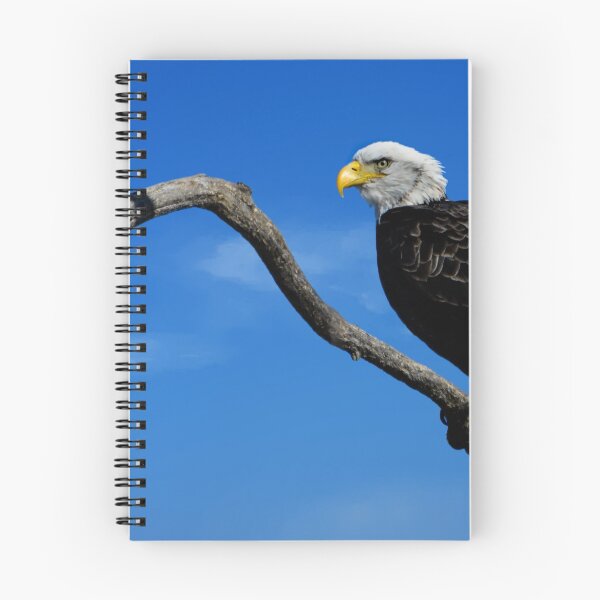 Item preview, Bald eagle perched in a tree.  designed and sold by Rinoxxx.