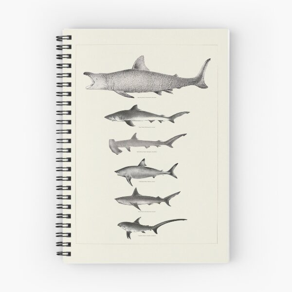Item preview, Vintage antique Sharks fish species poster art pinup designed and sold by Vintage Designs +.