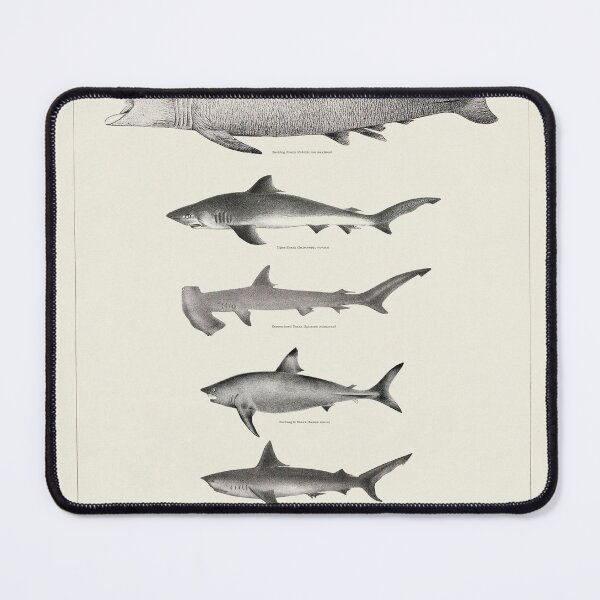 Item preview, Vintage antique Sharks fish species poster art pinup designed and sold by Vintage Designs +.