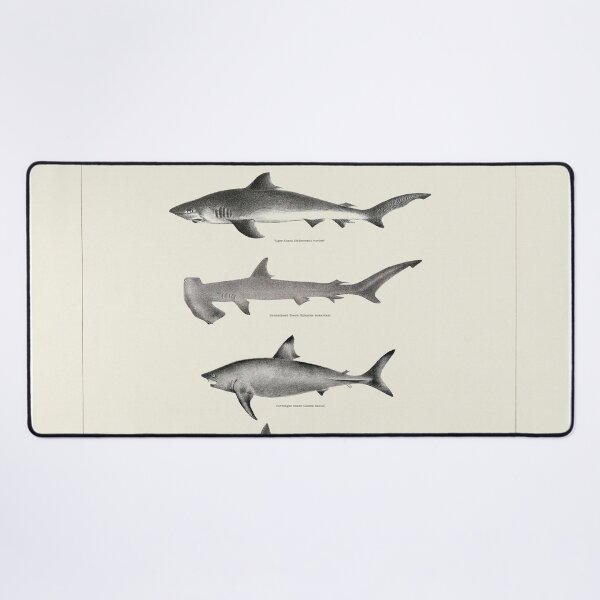 Item preview, Vintage antique Sharks fish species poster art pinup designed and sold by Vintage Designs +.