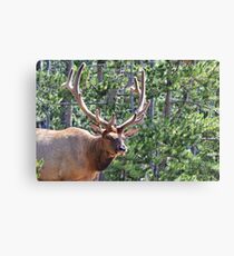 Elk Canvas Print