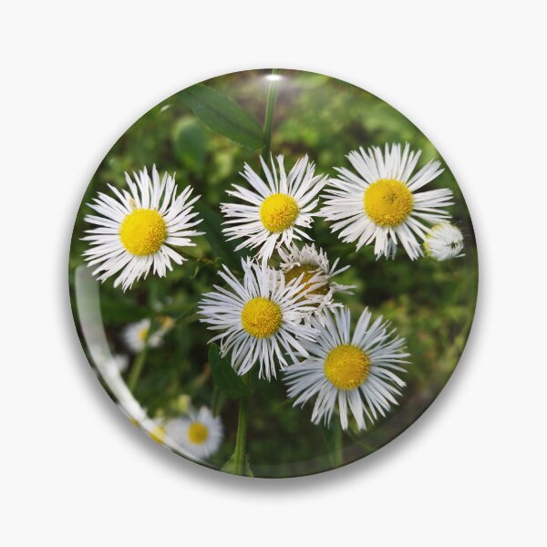 Item preview, Wild Flowers. Daisy Fleabane Photo Art designed and sold by Sky-99.