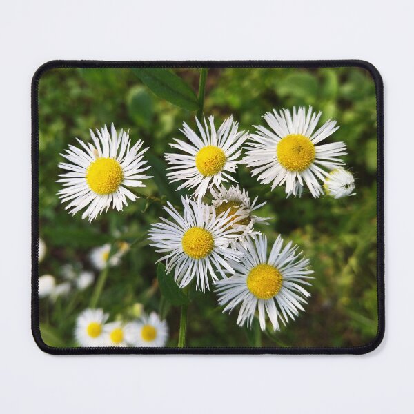 Item preview, Wild Flowers. Daisy Fleabane Photo Art designed and sold by Sky-99.