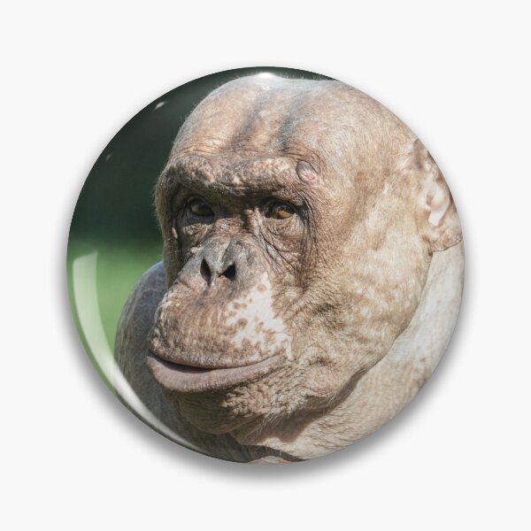 Item preview, The Famous Jambo designed and sold by rawshutterbug.
