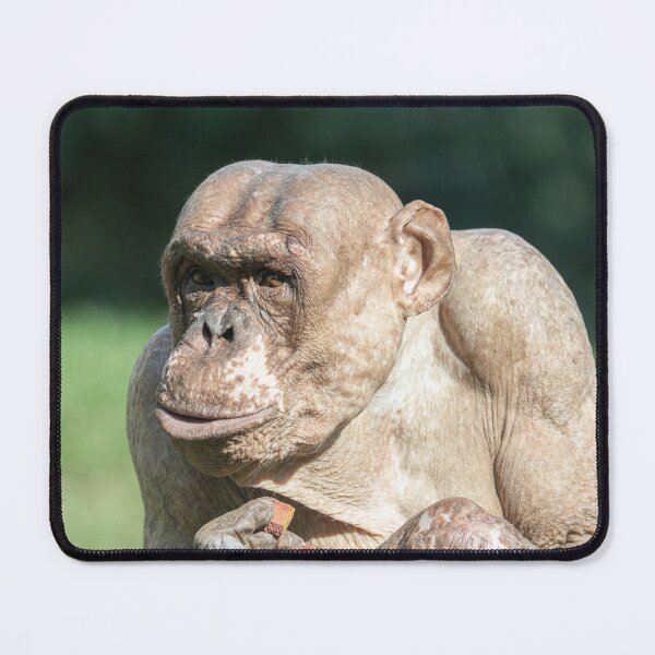 Item preview, The Famous Jambo designed and sold by rawshutterbug.