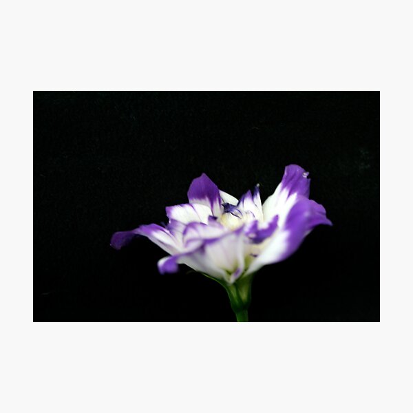 bluebell 1 Photographic Print