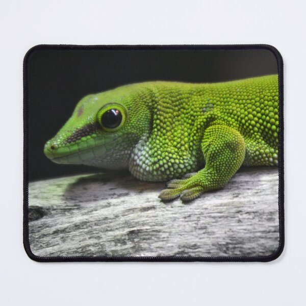 Item preview, Madagascar giant day Gecko designed and sold by BarryMayfield.