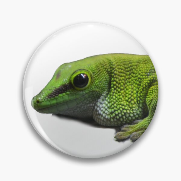 Item preview,  Madagascar giant day Gecko isolated designed and sold by BarryMayfield.