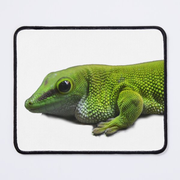 Item preview,  Madagascar giant day Gecko isolated designed and sold by BarryMayfield.
