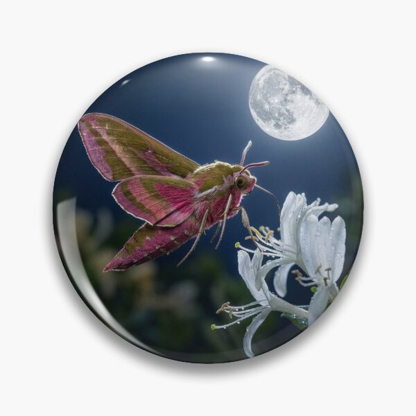 Item preview, Elephant Hawk Moth on Honeysuckle Under Full Moon designed and sold by Tridentulus.