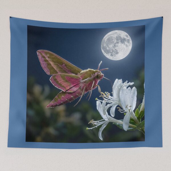 Item preview, Elephant Hawk Moth on Honeysuckle Under Full Moon designed and sold by Tridentulus.