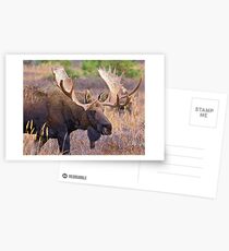 Bull Moose, Full Rack, Alaska Postcards