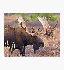 Bull Moose, Full Rack, Alaska Photographic Print