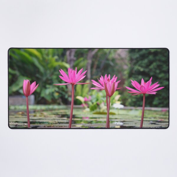 Artikelvorschau, Leuchtend pinkfarbene Seerosen blühen in einem tropischen Teich entworfen und verkauft von LRPhotoart.