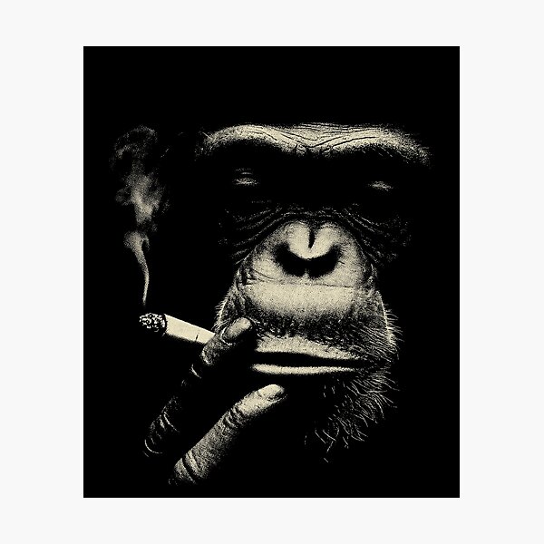 can monkeys smoke cigarettes Chimpanzee Smoking Cigarettes Wall Art for Sale