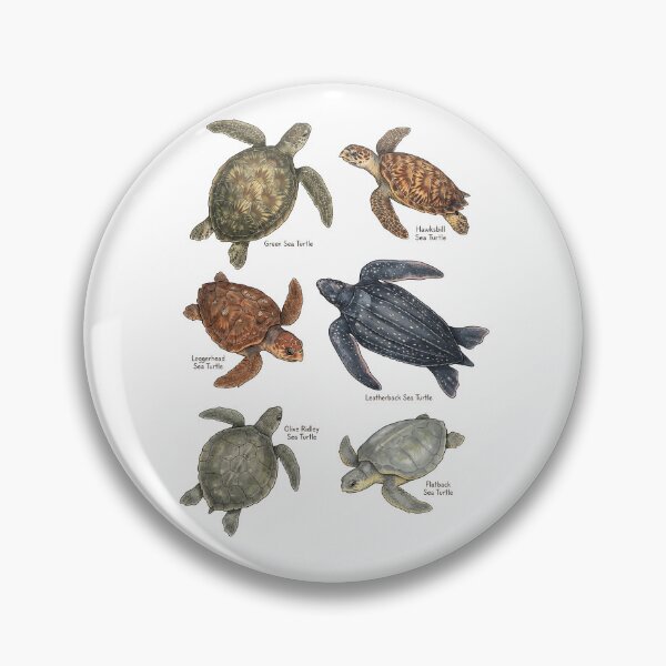 Item preview, Vintage Turtles Definition Sea Animal Ocean Nature Anatomy designed and sold by DoodleTortle.