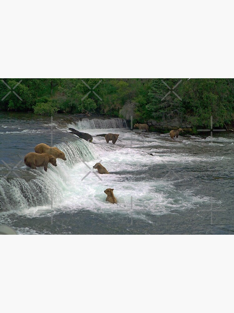 Brown Bears Fishing at Alaska's Brooks Falls - The Atlantic