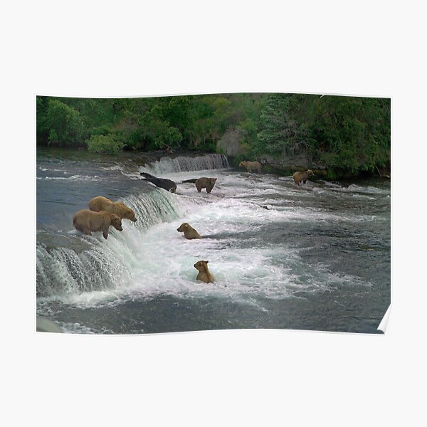 Brown Bears, Brooks Falls, Brooks River, Katmai National Park, Alaska Poster