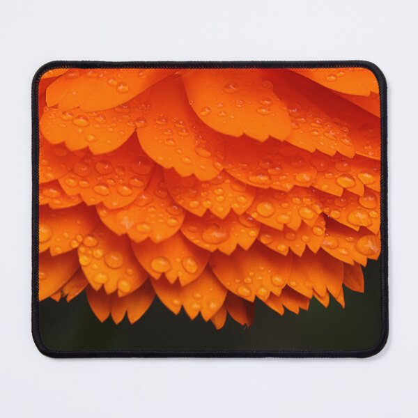 Item preview, An English marigold in Southern France designed and sold by Paul Pasco.