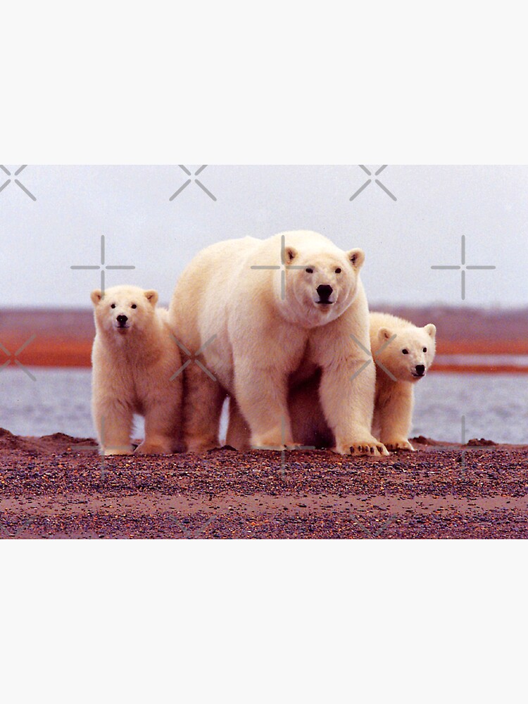 "Polar Bears, Kaktovik, Alaska" Sticker for Sale by AlaskaExtreme Redbubble