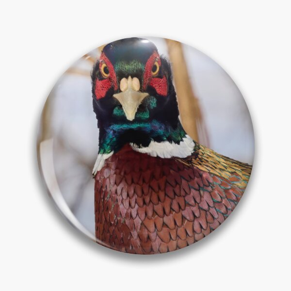 Item preview, Giving the look. Ring-necked Pheasant Winter 2026 designed and sold by Jouko Lehto Photography.