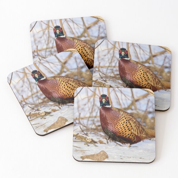 Item preview, Giving the look. Ring-necked Pheasant Winter 2026 designed and sold by Jouko Lehto Photography.