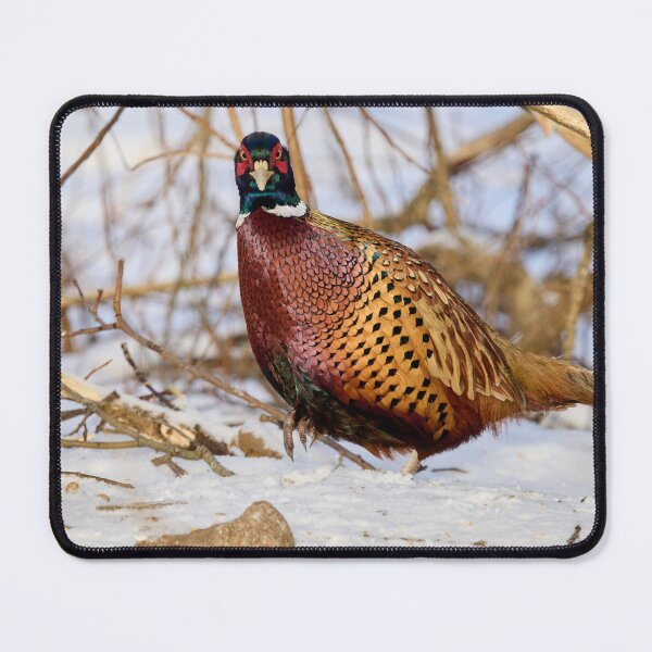 Item preview, Giving the look. Ring-necked Pheasant Winter 2026 designed and sold by Jouko Lehto Photography.