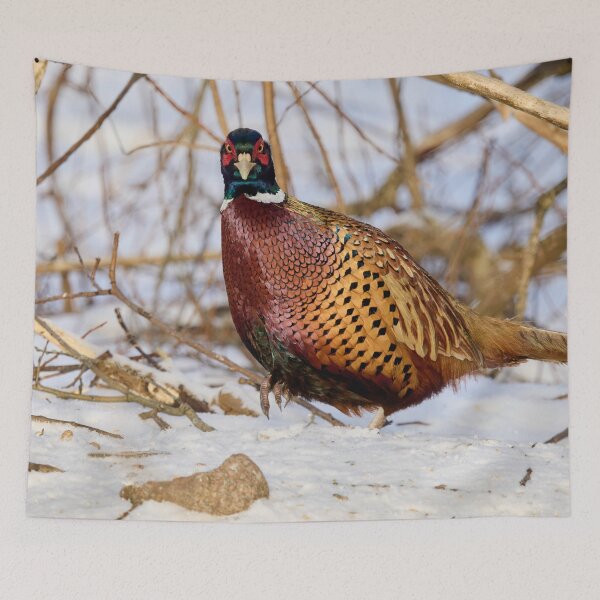 Item preview, Giving the look. Ring-necked Pheasant Winter 2026 designed and sold by Jouko Lehto Photography.