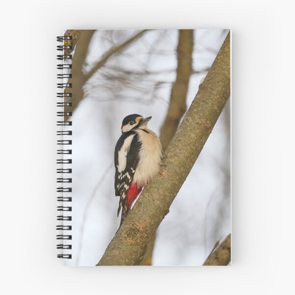Item preview, Moment of wonder. Great spotted woodpecker Winter 2026 designed and sold by Jouko Lehto Photography.
