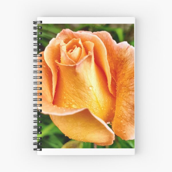 Item preview, Orange rose designed and sold by jillbo62.