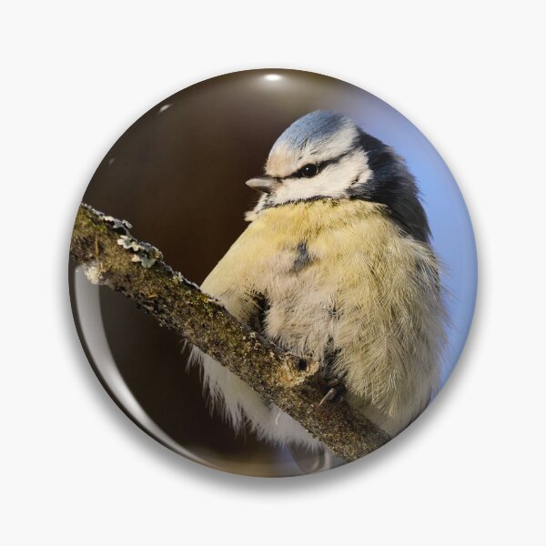 Item preview, Cold. Blue tit Winter 2026 designed and sold by Jouko Lehto Photography.