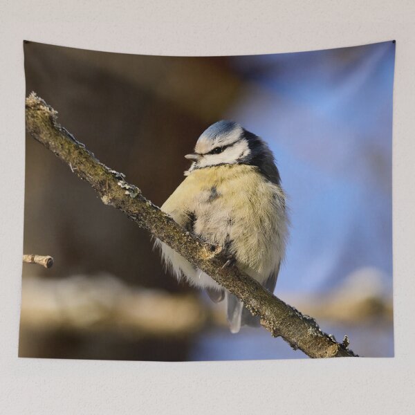 Item preview, Cold. Blue tit Winter 2026 designed and sold by Jouko Lehto Photography.
