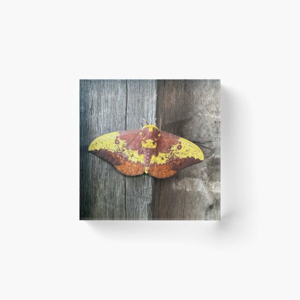 Item preview, Imperial Moth designed and sold by Alice  Becky Kahn.
