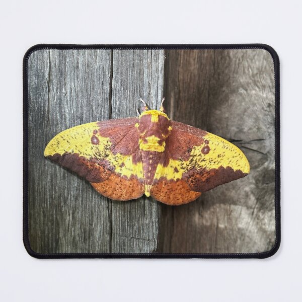 Item preview, Imperial Moth designed and sold by Alice Kahn.