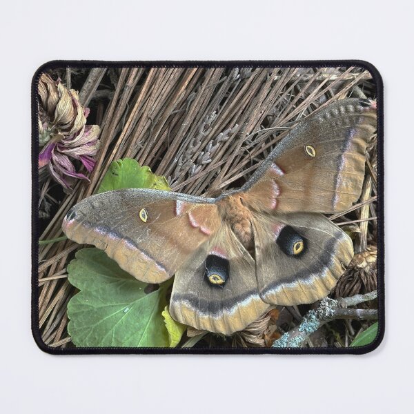 Item preview, Polyphemus Moth designed and sold by Alice Kahn.
