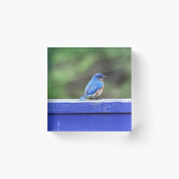 Artikelvorschau, Blaumeise auf blauem Zaun entworfen und verkauft von Alice Kahn.