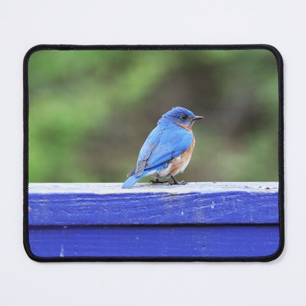 Item preview, Bluebird on Blue Fence designed and sold by Alice Kahn.