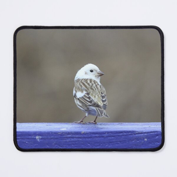 Item preview, Leucistic house finch designed and sold by Alice Kahn.