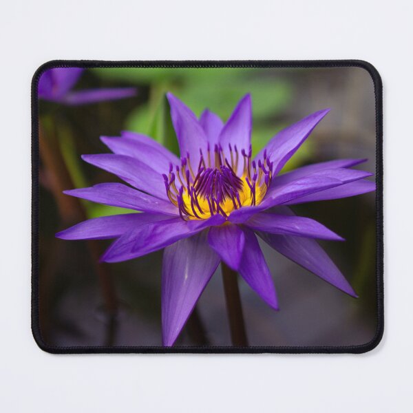 Item preview, Natural perfection: The delicate beauty of a water lily designed and sold by Vision By Luca Spoo.