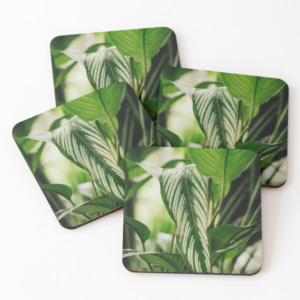 Item preview, White Pin Stripe Calathea designed and sold by ainalycious.