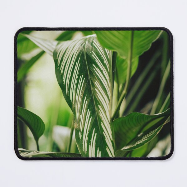 Item preview, White Pin Stripe Calathea designed and sold by ainalycious.