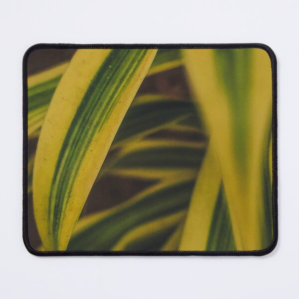 Item preview, Yellow Dracaena Reflexa designed and sold by ainalycious.