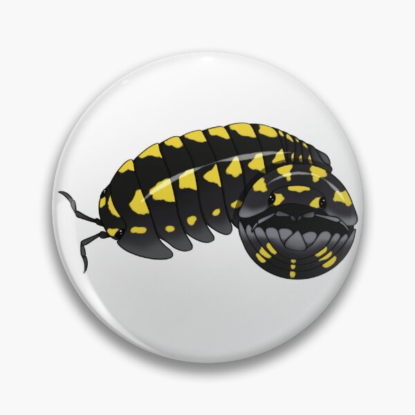 Item preview, Armadillidium gestroi Isopod designed and sold by Azure-Exotics.