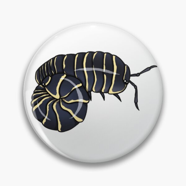 Item preview, Armadillidium maculatum "yellow zebra" Isopod designed and sold by Azure-Exotics.