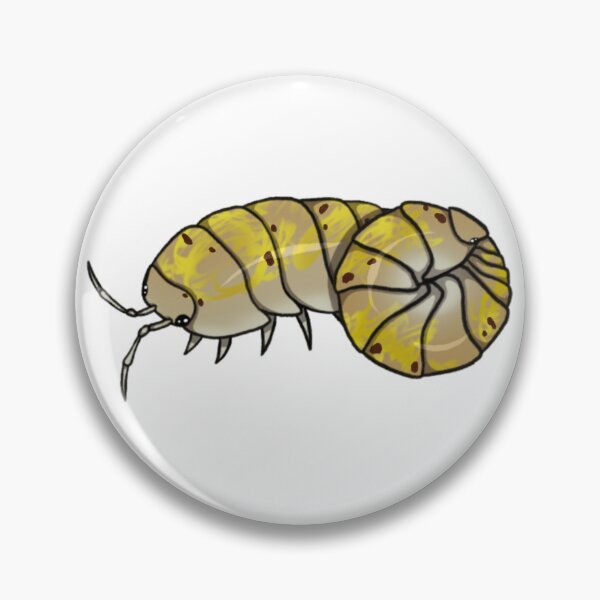 Item preview, Armadillidium vulgare "magic potion (American)" Isopod designed and sold by Azure-Exotics.