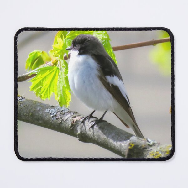 Item preview, The European Pied Flycatcher designed and sold by hurmerinta.