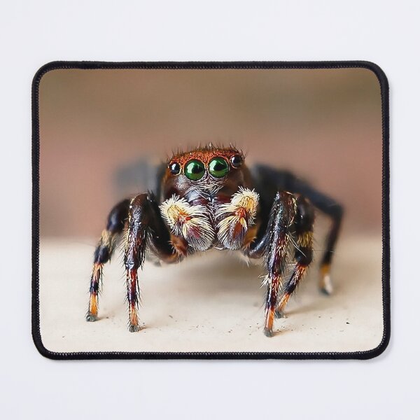 Item preview, Hello from Hubert! – Fuzzy Jumping Spider Macro designed and sold by Cornishinoz.
