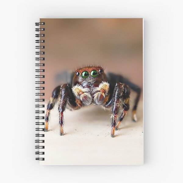 Item preview, Hello from Hubert! – Fuzzy Jumping Spider Macro designed and sold by Cornishinoz.